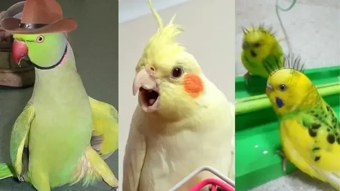 FUNNY PARROTS SINGING 🎤- TRY NOT TO LAUGH | Funny Pets ❤️🎤🦜