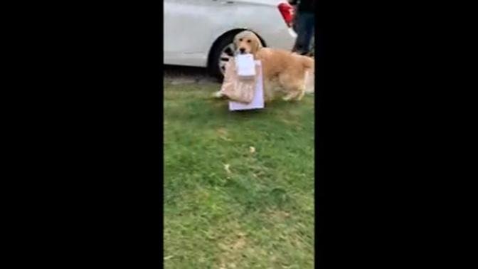 I can help! Helpful dog in Uruguay takes shopping bags into the house