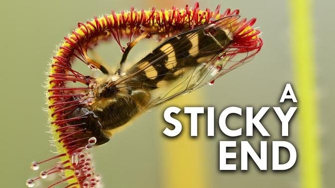 Sundew: The Sticky Plant With A Killer Instinct