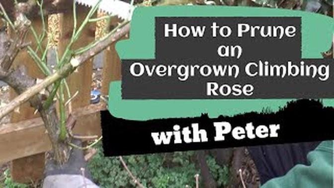 How to prune an overgrown climbing rose | Garden Ideas