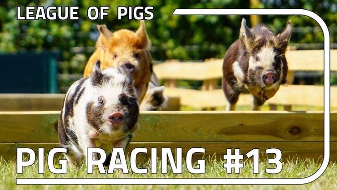 League of Pigs - Season 4 - Round 1!