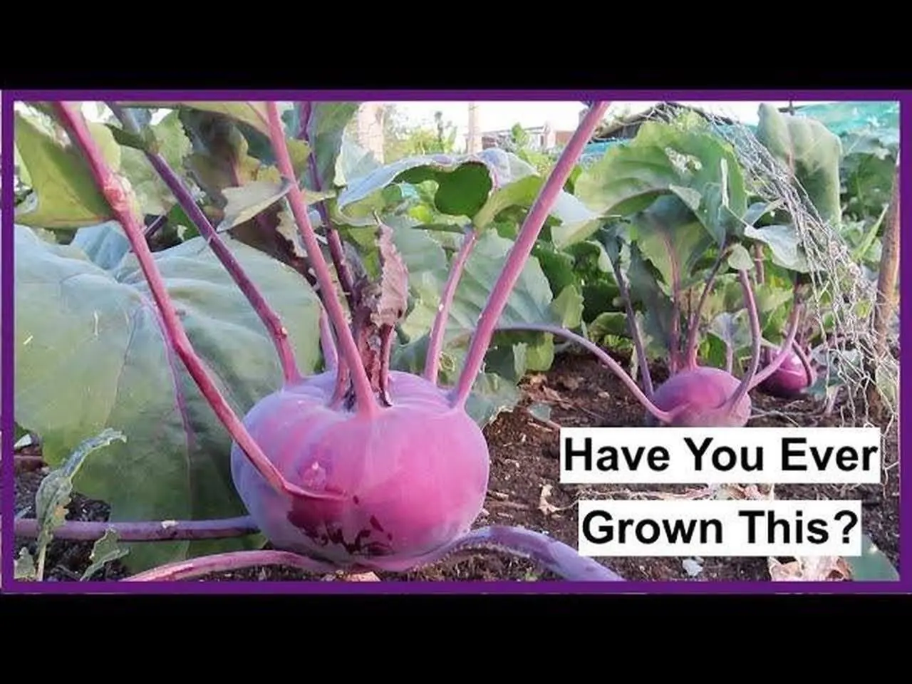 The Khol Rabi Is Ready & A Great Blueberry Harvest! - ALLOTMENT LIFE VLOG 19