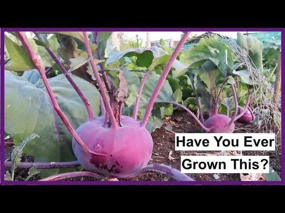 The Khol Rabi Is Ready & A Great Blueberry Harvest! - ALLOTMENT LIFE VLOG 19