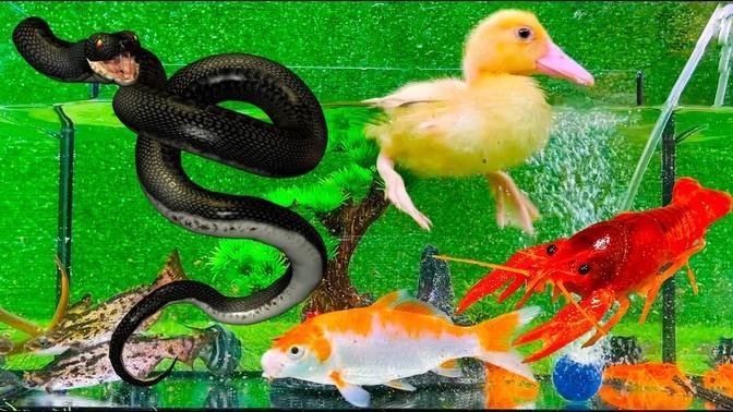 Baby Duck Ducklings, Snake, Crayfish, Koi Fish - cute baby animals videos