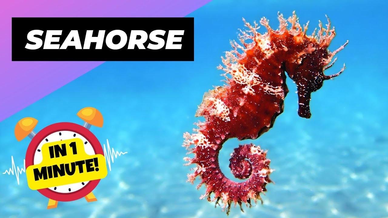 Seahorse - In 1 Minute! 🌊 The Fish That Is So Un-Fish-Like! | 1 Minute Animals