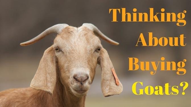 Things You Need To Know BEFORE Getting Goats