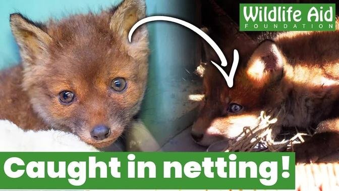 This baby fox had a VERY lucky escape!