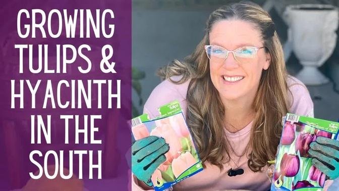 DOES Prechilling Make A Difference? || Planting Tulips & Hyacinth In The South || Growing Tulips