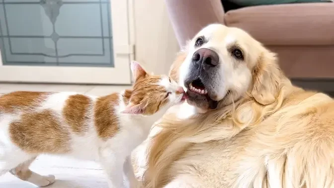 Cat Loves Golden Retriever