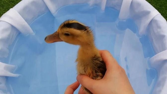 Real Duck - The Animals Around Us
