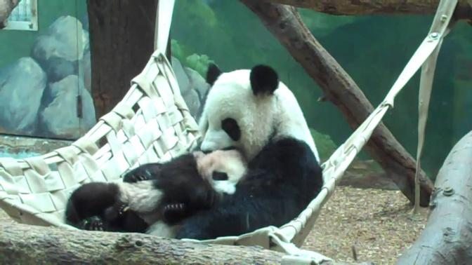Panda Lovin' 2