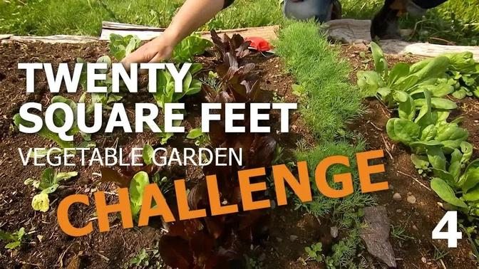 20 Square Feet Vegetable Garden Challenge – in a raised bed: Harvest (part 4)