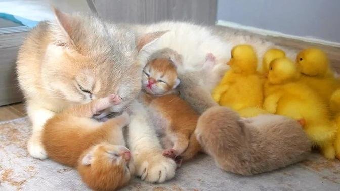 Mom cat takes care baby kittens and baby ducklings