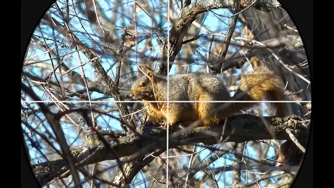 Air Gunning for the World's Fattest Squirrels