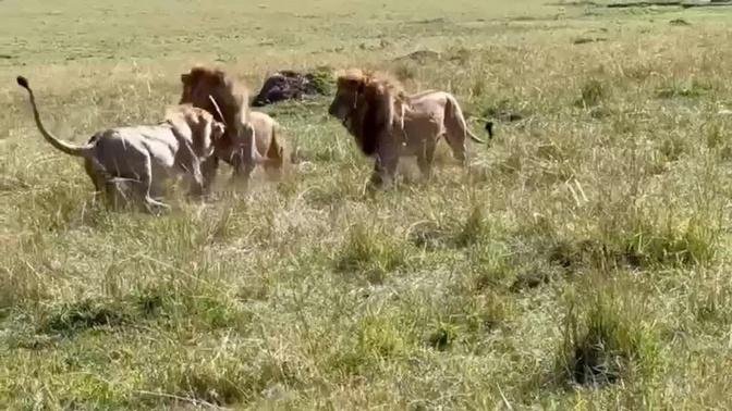 Male lion gets tired of running and decides to fight back