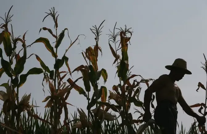 China Braces for Bad Harvests as Drought Scours 10 Million Acres of Farmland