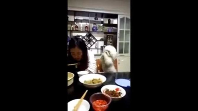 Poodle hits its owner for not sharing food with it