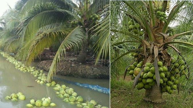 Amazing New Agriculture Technology - Coconut Farming & Harvesting Process