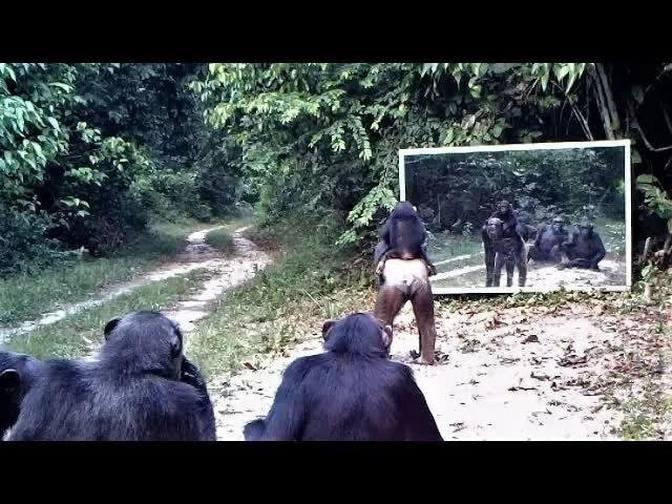 Mother chimpanzee and her child go to mirror training class in which other chimps participate/Gabon