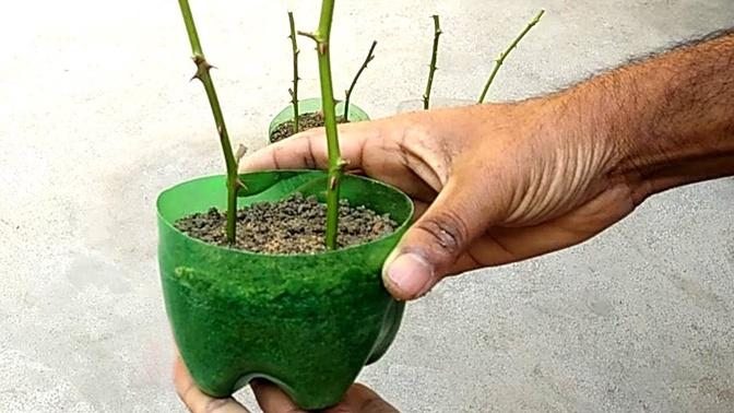 Grow roses from cuttings | Gardening ideas