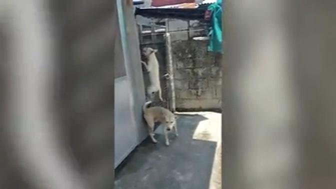 Clever dog escapes his home by climbing over a tall fence