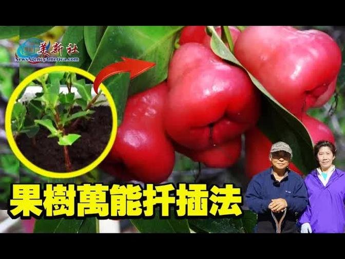 果树万能扦插法 How To Grow Fruit Tree Cutting 100% Success