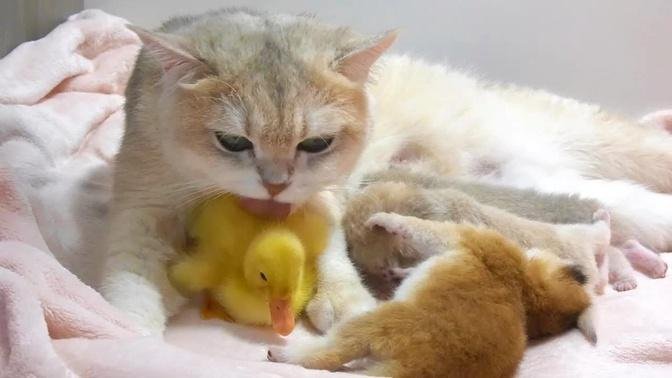 Mom cat is a qualified mother of the duckling and kittens, She treat with duckling as her baby