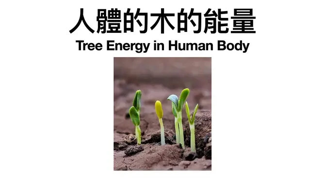 11-人體的木的能量 Tree Energy In Human Body