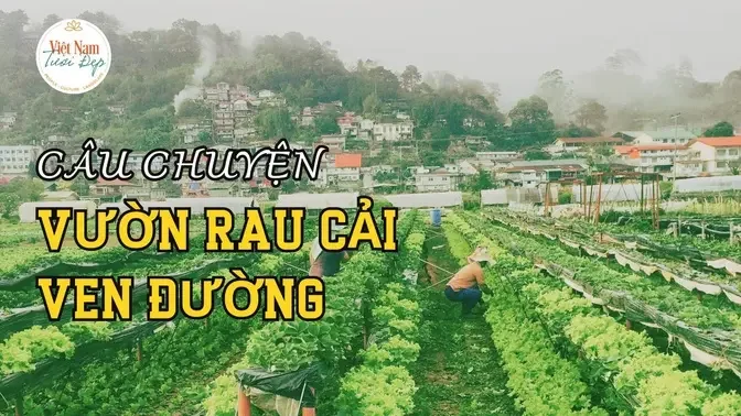 Câu chuyện ở vườn rau cải ven đường