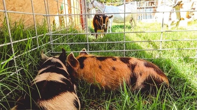 These are some WEIRD-lookin' goats. (Kune Kune piglets arrive)