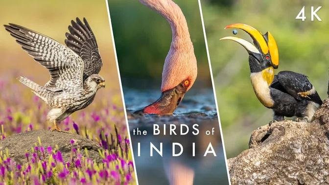 The Extraordinary BIRDS OF INDIA - Let There Be FLIGHT | Planet Earth II & Hans Zimmer Tribute