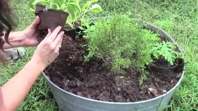 Planting an Herb Garden Permaculture