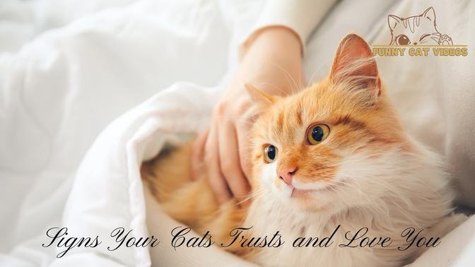 Signs Your Cats Trusts and Love You