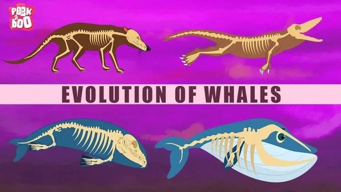 Evolution Of Whales - The Dr. Binocs Show | Best Learning Videos For Kids | Peekaboo Kidz