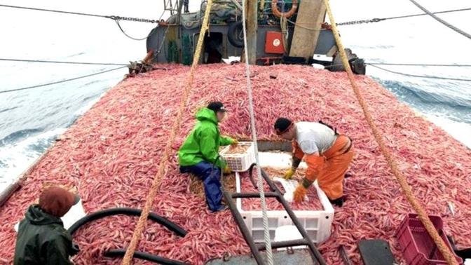 Everyone Should watch this Fishermen's video, Shrimp Fishing, Catch a lot of shrimp on Big Boat