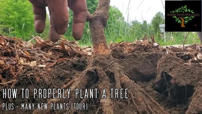 How to properly plant a tree