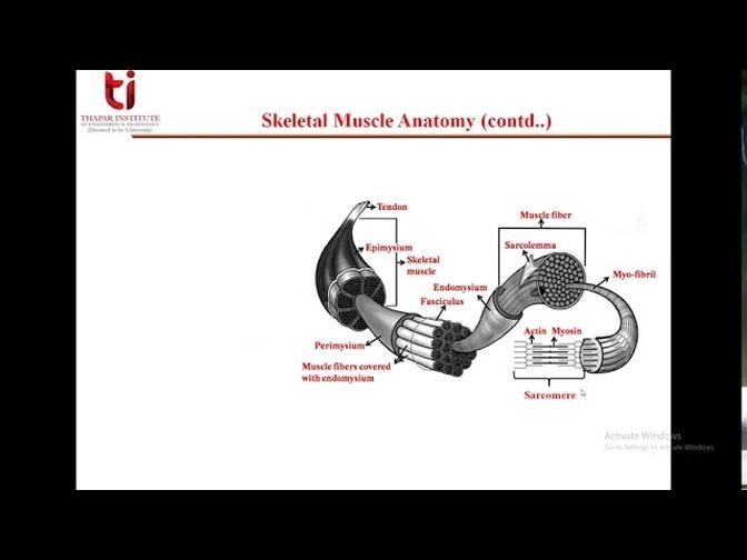 Lecture 24 Neuromuscular System