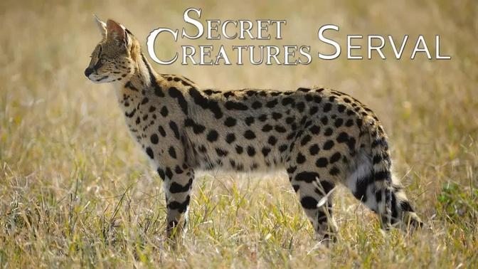 Secret Creature: Serval Cat