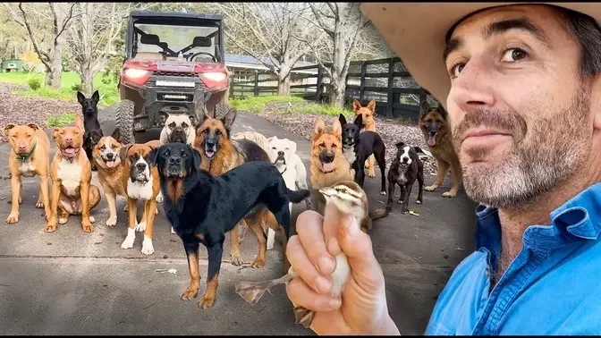 Ducklings Have Hatched!! - Daily Life of a Special Forces Veteran w/ 23 Dogs