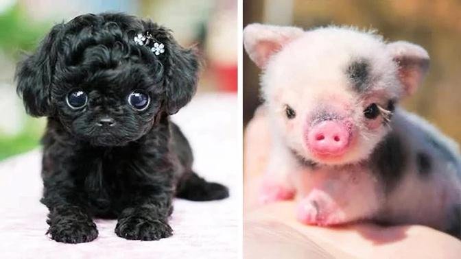 AWW SOO Cute! Cute baby animals Videos Compilation cute moment of the animals #2 Baby animals 2023