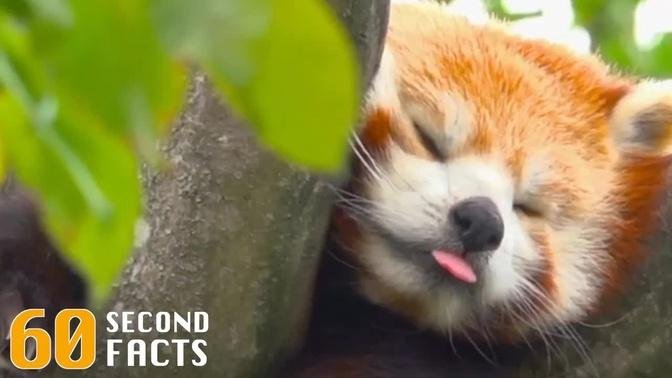 Red Pandas | 60 Second Facts