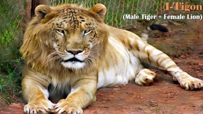 17 Rare Hybrid Animals Which Exist Today