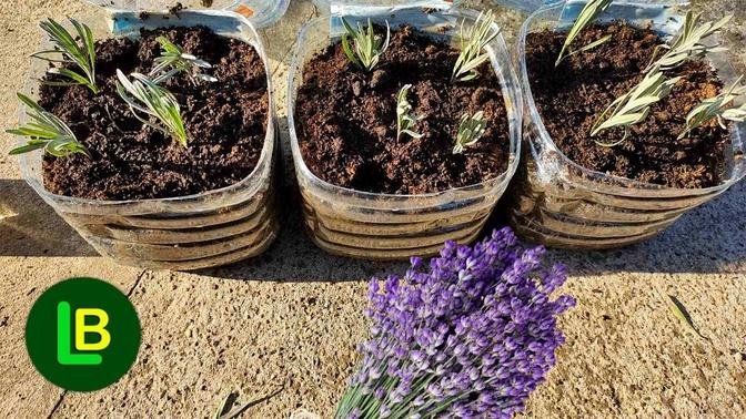 How To Propagate And Grow Lavender From Cuttings.