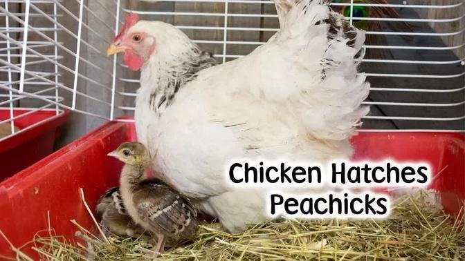 Chicken Hatches Peachicks