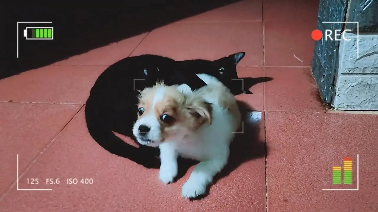 Cute Puppy and Black Cat Playing Witch Each Other Midnight | Viral Dog Puppy