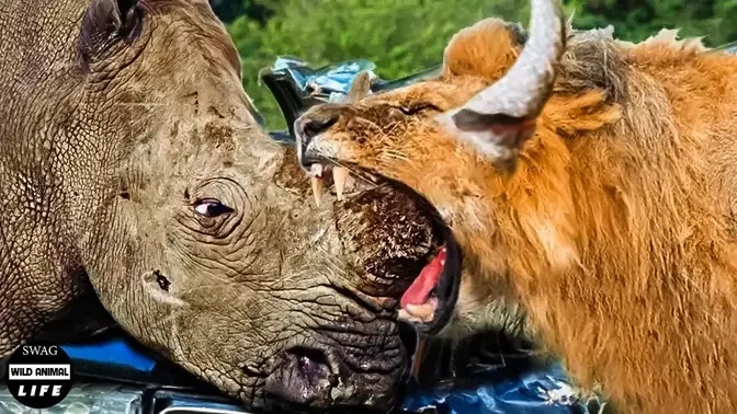 Rhinos Attack Lion And Use Their Sharp Horns To Crush Lion's Body, Can