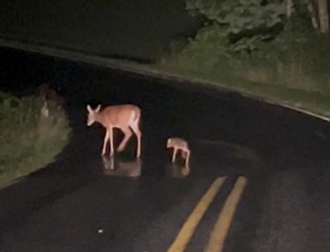 Baby Deer Has Trouble Crossing the Road