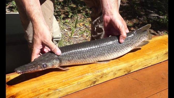 Garfish {catch clean cook} How to fillet a Gar Fish