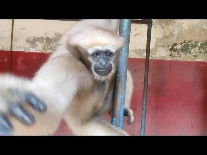 Gibbon tries to catch Camera | Funny gibbon video | Familiarity With ...