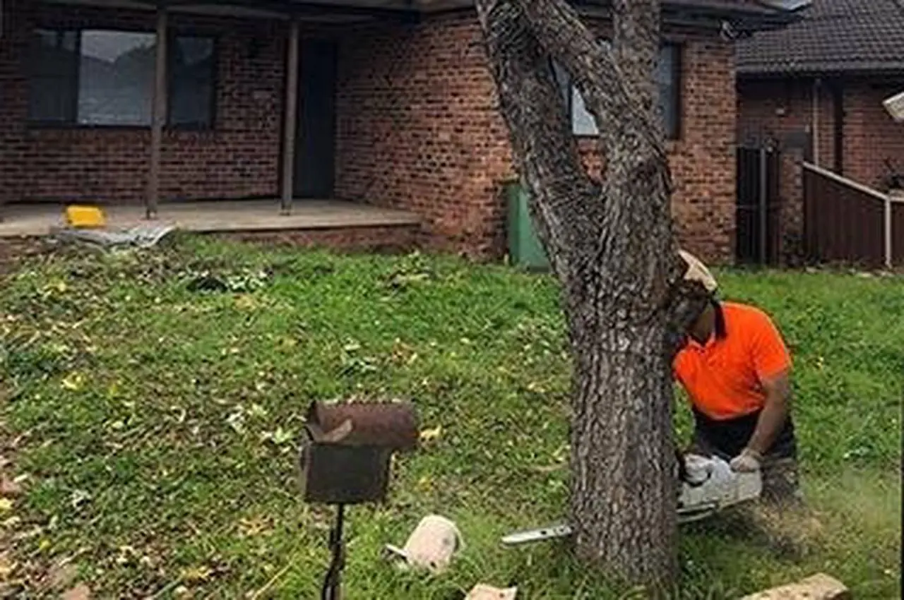 What Advantages Do Tree Services Offer?